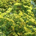 Limonium sinuatum 'Forever Gold'